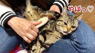 妹の神ブラッシングで全身の力が抜けきってしまった猫ｗ