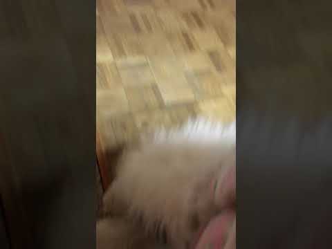 オールドイングリッシュシープドッグ ヤギ犬ファンちゃん