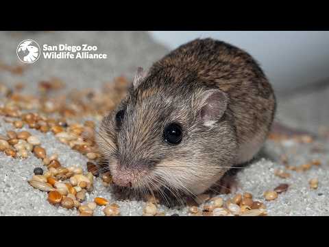 Milestones for a Mighty Mouse | San Diego Zoo Wildlife Alliance