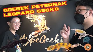 GREBEK HYPE GECKO PETERNAK LEOPARD GECKO JAKARTA !!