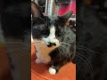 4744 目をつぶって🐱チャー