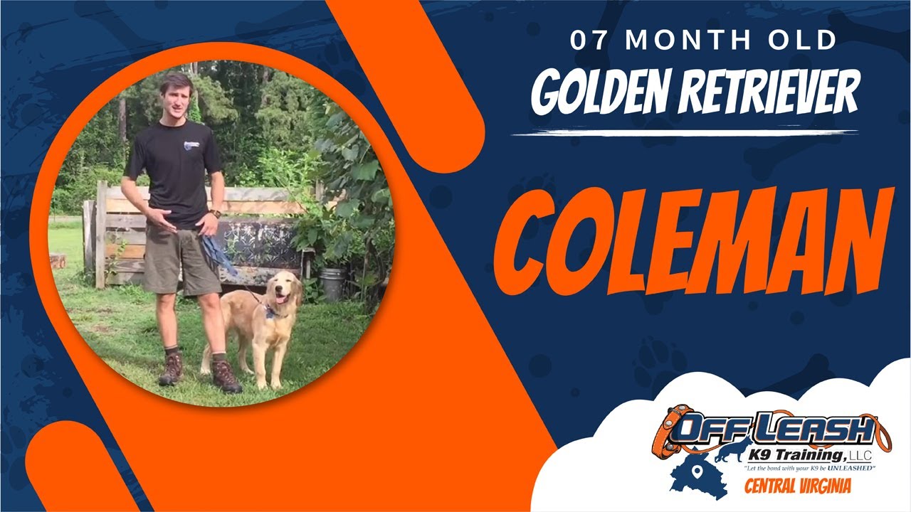 7 Mo. Old Golden Retriever (Coleman) Best Dog Trainers in Richmond