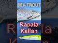 SEA TROUT vs RAPALA KALLAN 🌊 #shorts #fishing #seatrout #scandinavia