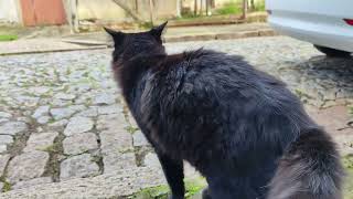 Meow, meow!  Little child calling cat on the street