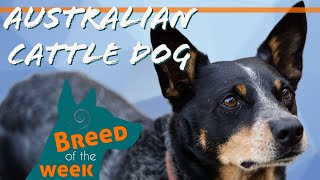 Breed of the week Episode 4: Australian Cattle Dog aka Blue Heeler