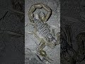 ☠️☠️☠️☠️☠️#viral #locura #snake #tiktok #campo #animals #galicia #calaveras #edit @Campogallego