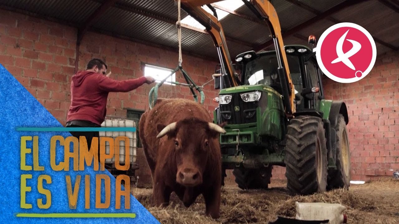 María y Javi trabajan en la rehabilitación de esta vaca para que vuelva a andar | El campo es vida