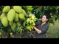 Fresh mango pick in my homeland | Mango fruit eating | How to serve mango in main food