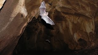 Bats flying all around a bat cave! by AmaNature Video 4,704 views 7 years ago 30 seconds