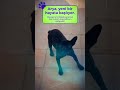 🐶 Arya için güzel bir gelecek!
