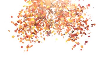 Maple Leaves Logo Reveal | Videobolt.net Intros | Create a logo intro online in minutes