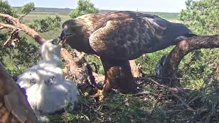 Kaljukotkas~Finally Food 🥳 for the hungry eaglet by Helju~11:19 am 2024/05/25