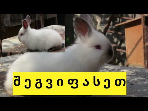 ახალი თავგასიებული კალიფების შთამომავლობა