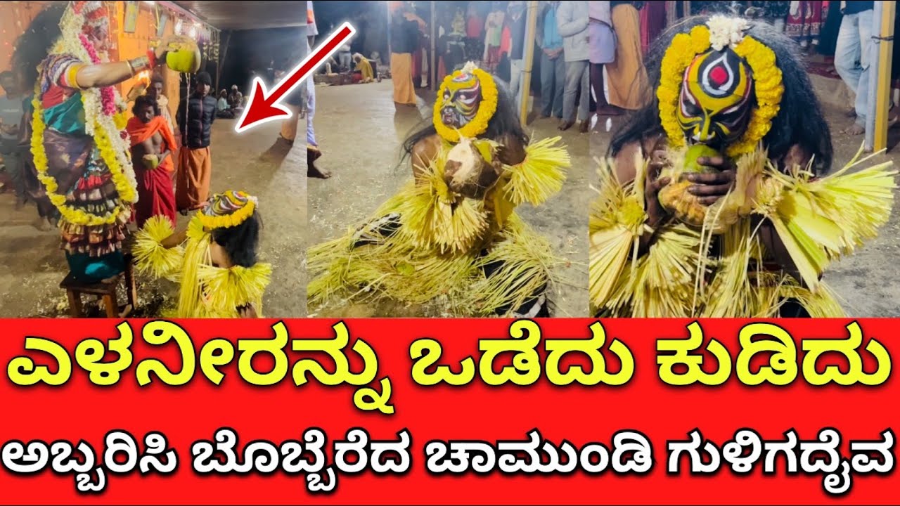 ಎಳನೀರನ್ನು ಒಡೆದು ಕುಡಿದು ಅಬ್ಬರಿಸಿ ಬೊಬ್ಬೆರೆದ ಚಾಮುಂಡಿ ಗುಳಿಗ ದೈವ | Chamundi Guliga Kola Manjikere PART-2