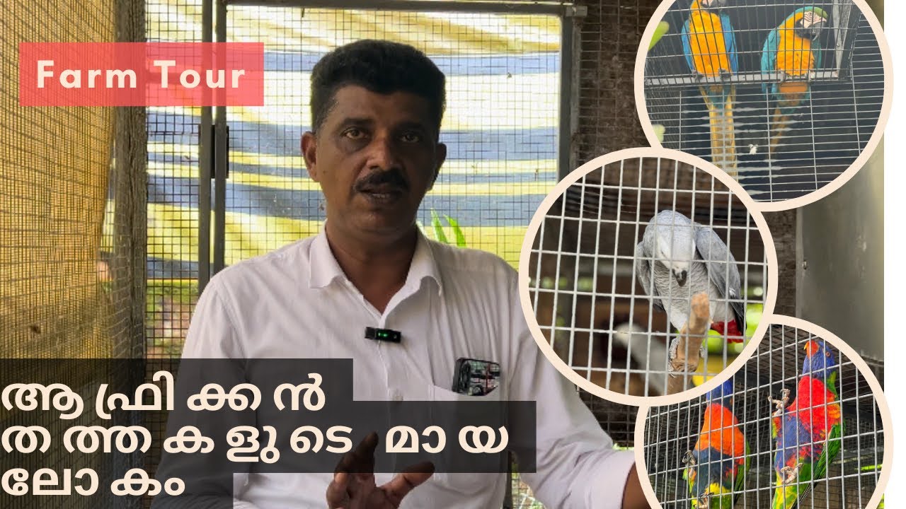 വിവിധ തരം ആഫ്രിക്കൻ തത്തകളുടെ മായ ലോകവുമായി സുലൈമാൻക . #africangrayparrot #macaw #sunconure #parrot.