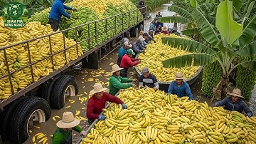 Trồng Và Thu Hoạch Hàng Tỷ Quả Chuối Mỗi Năm – Quy Trình Hiện Đại Khiến Ai Cũng Trầm Trồ!