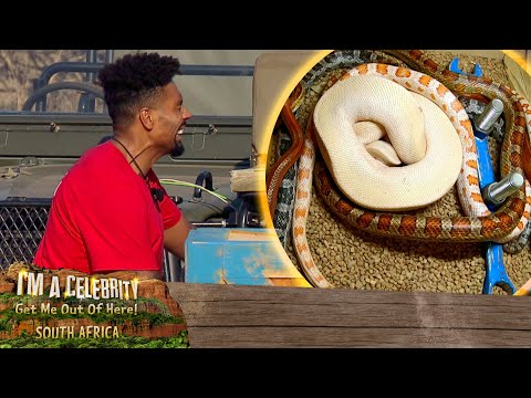 Celebrities Battle It Out In The First Survival Trial | I'm A Celebrity... South Africa