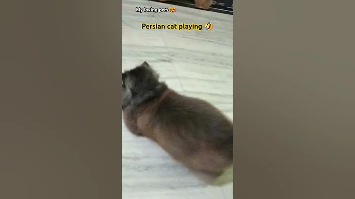 Watch the video about Persian cat playing | Cute Persian cat | Persian cat #shorts #cat #persiancat #catlover #rap