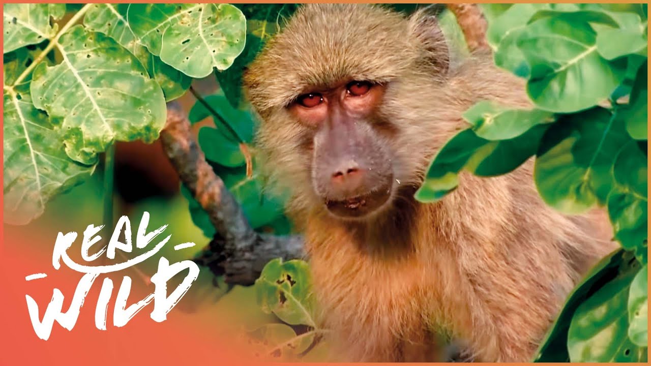 Valley Of The Golden Baboons (Wildlife Documentary) | Real Wild