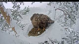 White-tailed eagles, Lower Kama National Park, Tatarstan, Russia ❄🌨2025/04/28