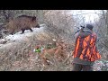 Hunting Serbia - Wild boar hunting | Lov divlje svinje - planina Juhor Jagodina |Caccia ai cinghiali