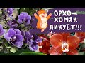 Покупка орхидей королевского размаха! (Новые сортовые орхидеи).