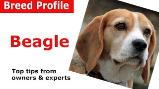 Beagle dog breed advice