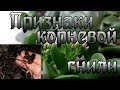 Вялый лист,лист опадает,что делать? Корневая гниль.Метод борьбы.