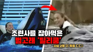 조련사를 잡아먹은 범고래 :: 'Sea World' 수족관의 범고래 틸리쿰 사건