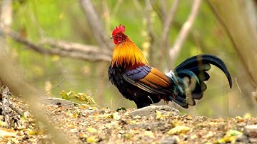 Ailao Mountains Series | Ep. 6: Red junglefowl