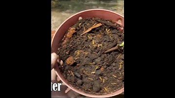 Using bananas to propagate guava trees quickly take root, 100_ success