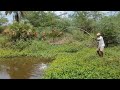 Big Tilapia fishes &amp; Big Catfish Catching by Single Hook in village pond|Best Hook fishing video