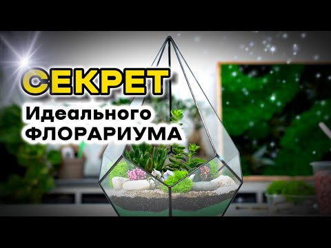 видео: Секрет идеального флорариума | Подробный мастер-класс для новичков