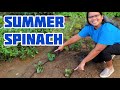 How to Grow Spinach in the Summer Even With Extreme Heat