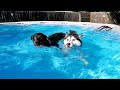 Birthday Pool Party for The Dogs (Happy Birthday Jamie!)