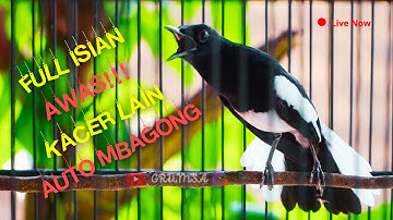 Kacer  Tembakan Pedes Buat Kacer Lain Bongkar Materi! Roll Temabak Rapat