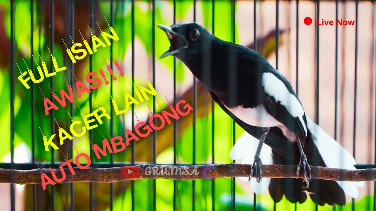 Kacer  Tembakan Pedes Buat Kacer Lain Bongkar Materi! Roll Temabak Rapat