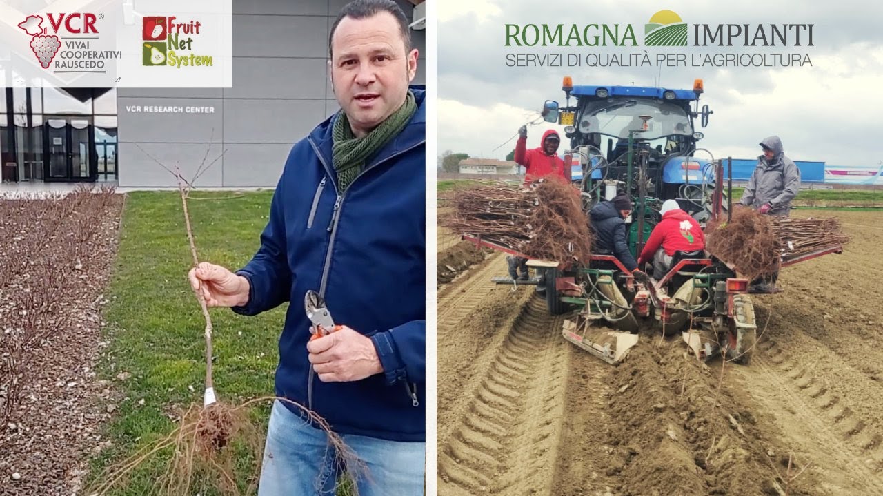 Novità Mandorlo 2024, da Romagna Impianti, VCR Rauscedo e Fruitnetsystem