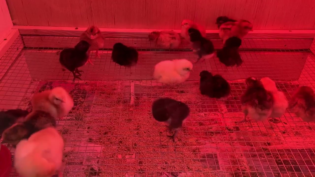 Baby Chicks!