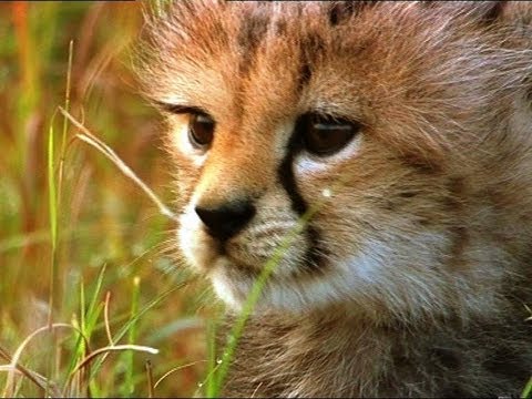  Little  Big  Cats  Hides From Danger BBC Earth YouTube