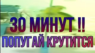 🦜Попугай крутиться 30 минут!! 🦜