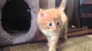 Copy of Siberian Kittens -NH Breeder