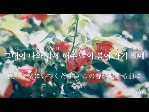 봄봄봄 / Roy Kim 【かなるび 歌詞 가사 和訳】