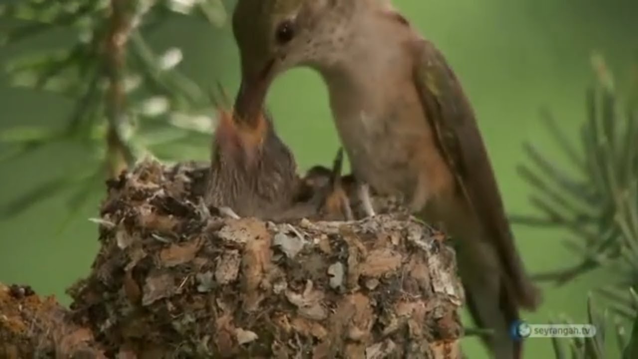 Allah'ın İsimleri - 17: El-Vehhab