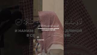 محمد_اللحيدان قرآن