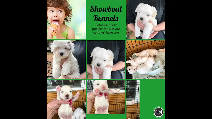 Showboat Kennels