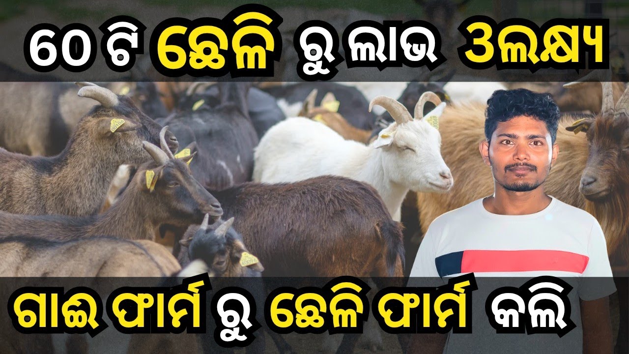 ଗାଈ ଫାର୍ମ ଠୁ ଛେଳି ଫାର୍ମ ରେ ଅଧିକ ଲାଭ?| Successful Goat Farmer| Success story of a goat farmer. 