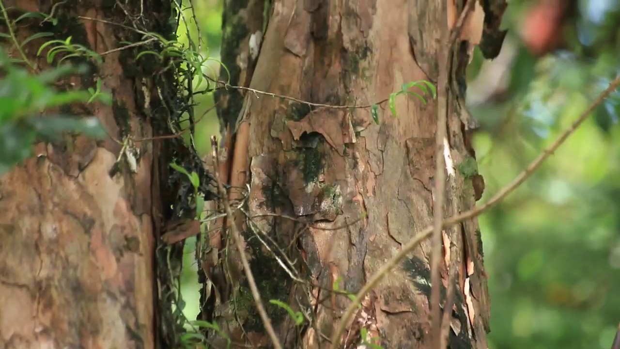 Zendémics, épisode 22 – Le bois de pêche marron