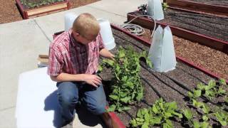 How To Use Two Miniature Greenhouses for Optimal Tomato