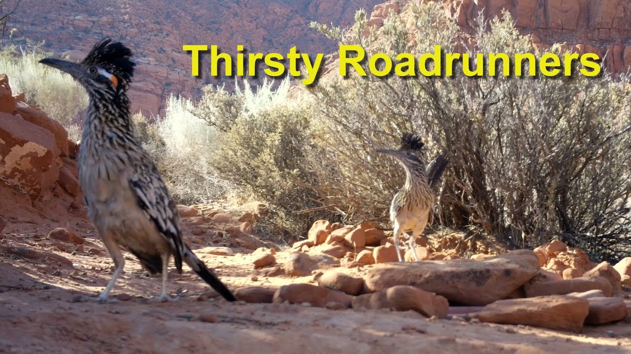 Thirsty Roadrunners